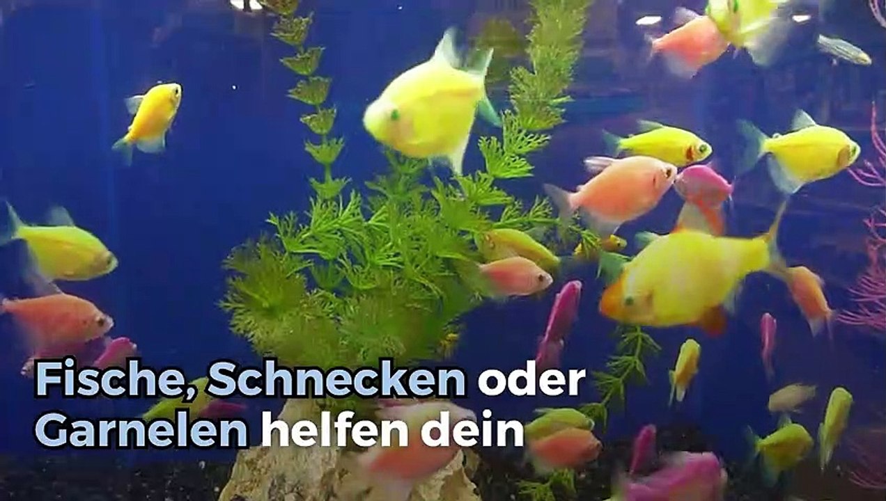 Alles über Putzer
