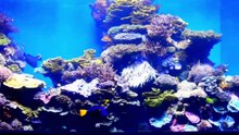 Alles über tropische Fische