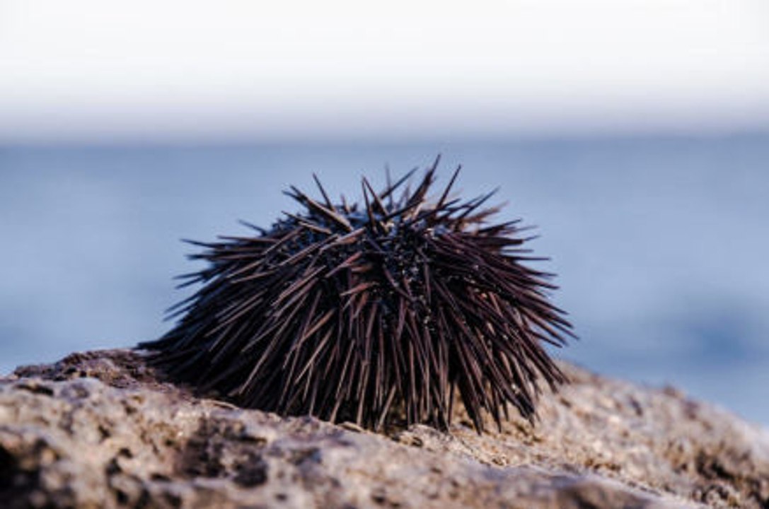 Alles über Seeigel