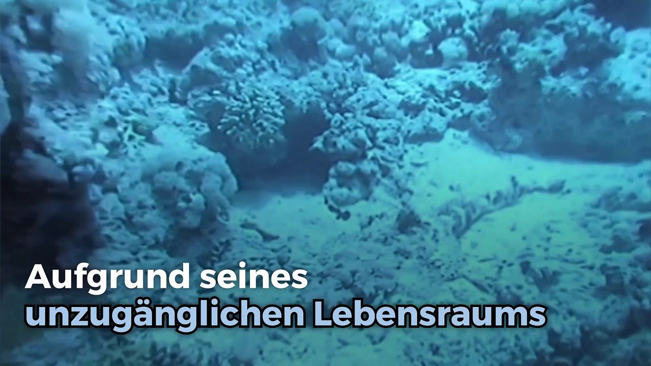 Der Blobfisch