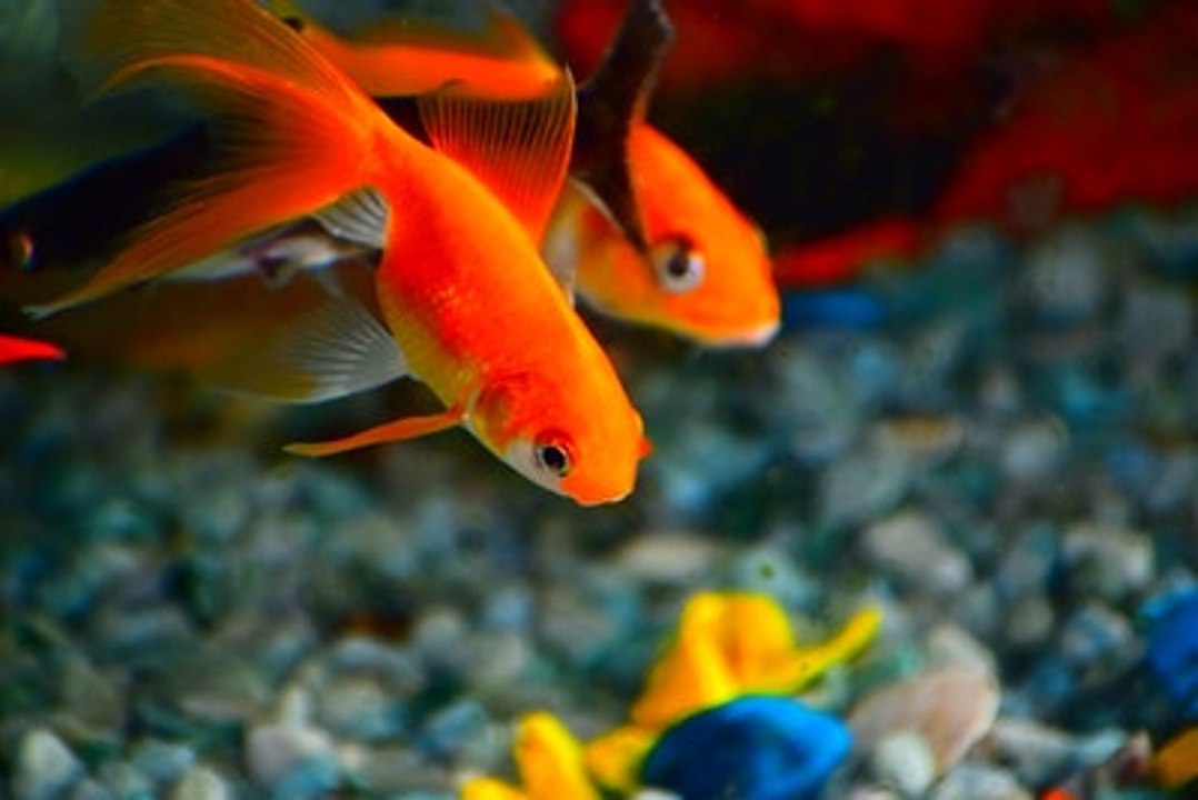 einfache Fischarten für Beginner
