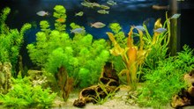 Die besten Aquariumpflanzen