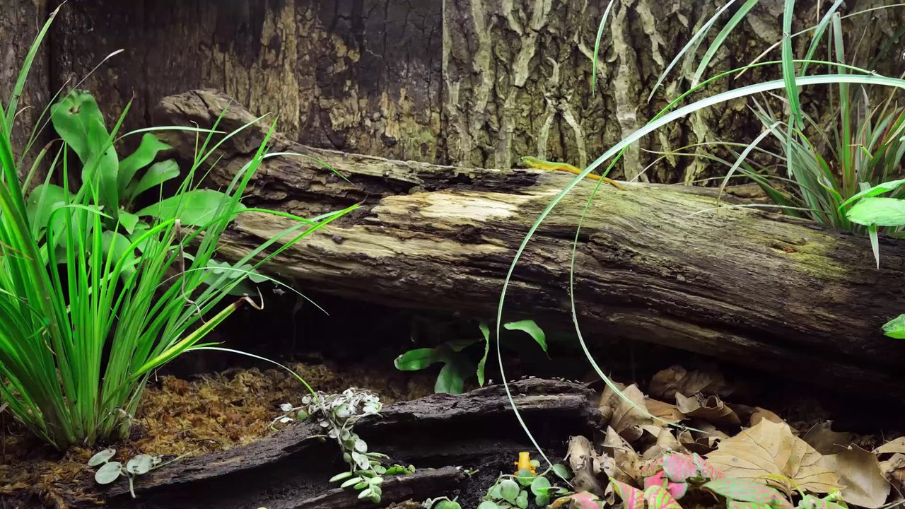 Was ist Terraristik?