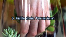 Wie macht man ein Pflanzen-Terrarium?