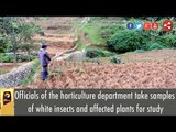 Officials of the horticulture department take samples of white insects and affected plants for study