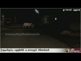 Video out: Lions roam around residential area in Gujarat