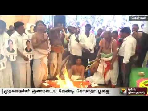 Special prayes and feeding of 2000 cows, seeking total recovery of CM Jayalalithaa