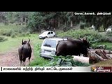 Kodaikanal residents request to chase away wild buffaloes into the forest