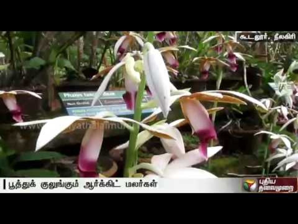 Rare orchid flowers bloom in Gudalur, Nilgiri