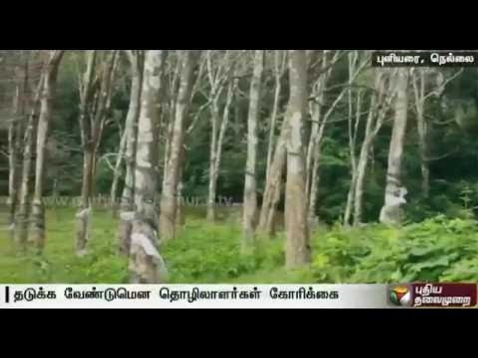 Leopards threaten workers in rubber tree plantations along the TN-Kerala border