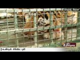 Injured tiger gets trapped in cage near Gudalur