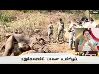 Elephant dies due to clash with another elephant in Kovai