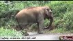 Wild Elephant roams Nilgiri, measures taken to walk the elephant back to the forest
