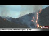 Fire destroys trees, kills animals in Andipatti forest area, Theni