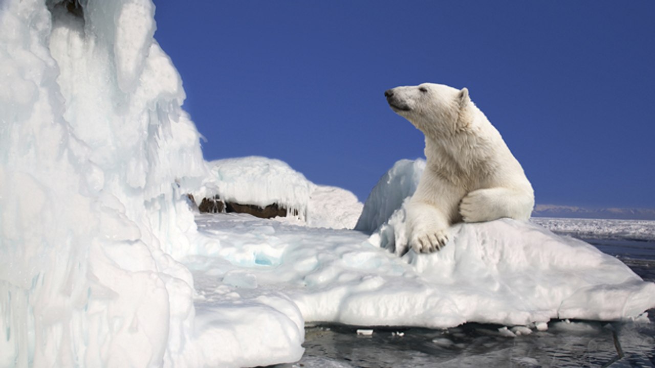 Un millón de especies en peligro de extinción