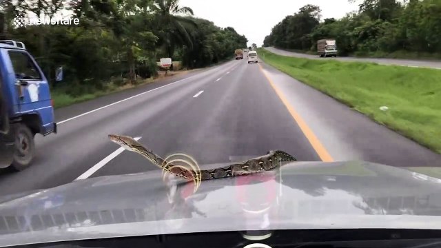Terrifying moment python crawls onto bonnet of moving car