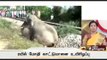 Wild Elephant dies after being hit by train in uttarakhand