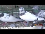 Punjab: Probe into use of 153 pigeons for espionage | Details