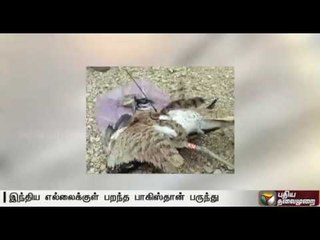 Eagle trained by Pakistan with an id card,captured by security forces along the border in Rajasthan