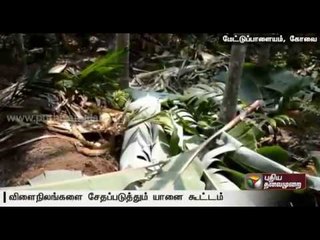 Wild elephant menace causes distress to farmers close to the forest area in Mettupalayam