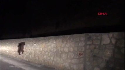 Sakarya Ayılar Karayoluna İndi