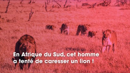 Afrique du Sud : un homme tente de caresser un lion, il n’aurait jamais dû
