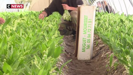 Muguet : les professionnels s'activent pour la cueillette