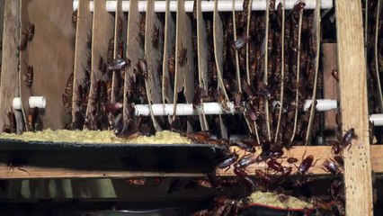 Herr über zehn Millionen Kakerlaken