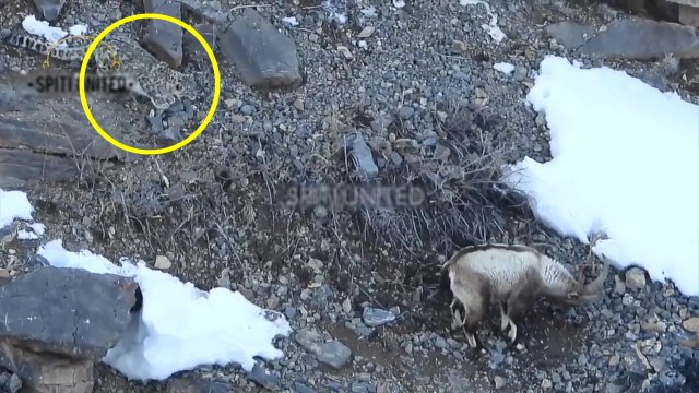 Un homme filme une Panthère des neiges qui chasse un bouquetin