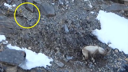 Un homme filme une Panthère des neiges qui chasse un bouquetin