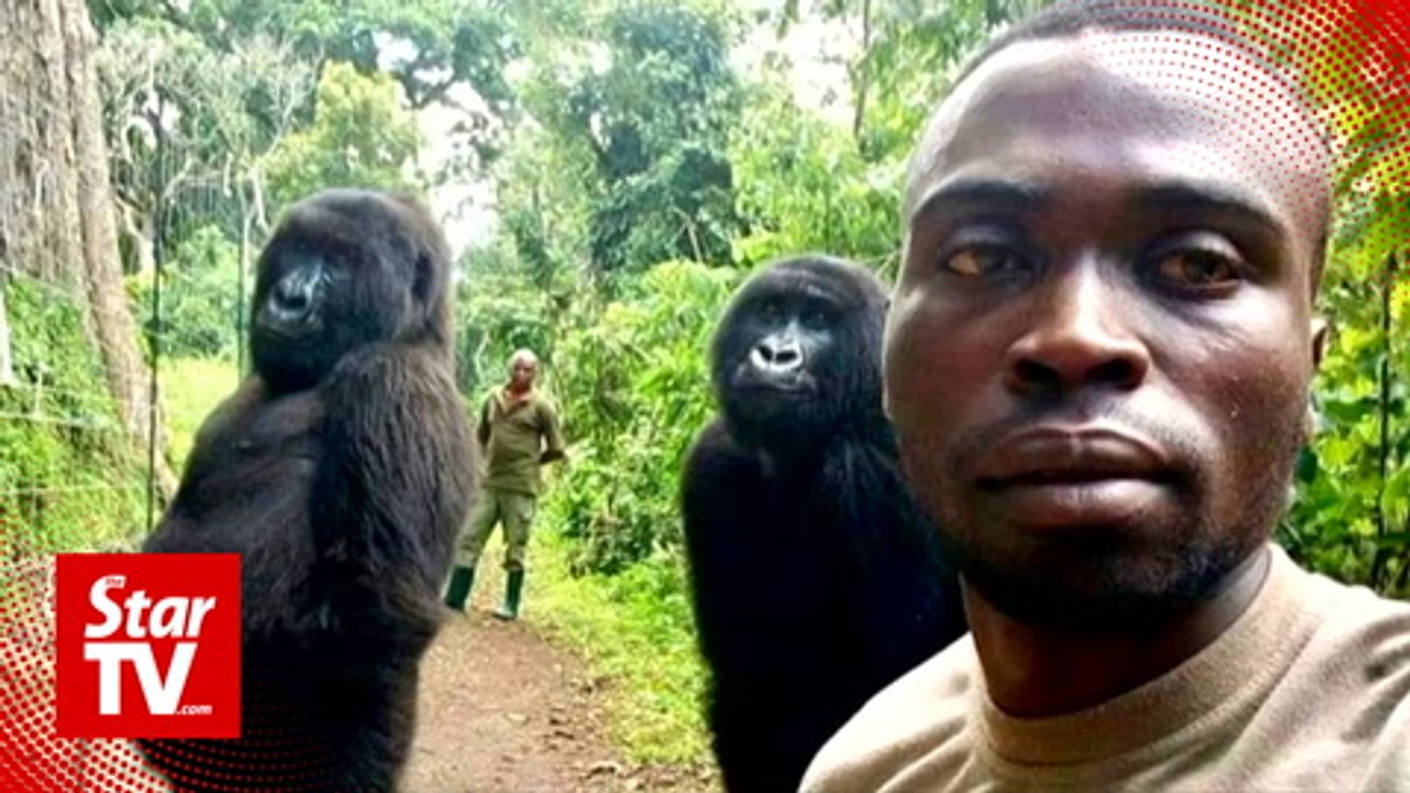 Snapped! Selfie of Congo ranger witn gorillas g...