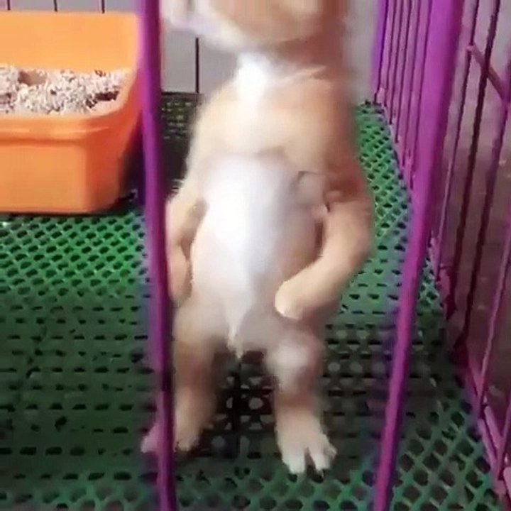 Cet adorable chaton se tient debout tout seul. Surprenant !