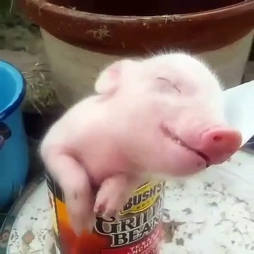 Quand un cochonnet dort dans une boite de conserve, voici ce que ça donne. Trop adorable !