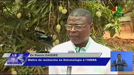 RTB/La Filière mangue menacée, le gouvernement ses partenaires mènent des campagnes de lutte pour y remédier