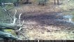 'Dancing' bull elk filmed hopping around watering hole in Arizona forest
