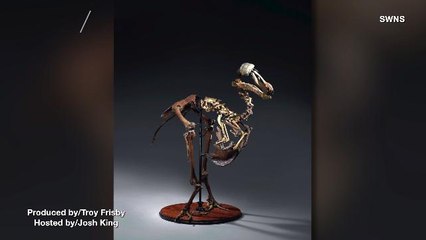 Skeleton of a Dodo, a 'True Icon of Extinction,' Expected to Sell for Over $500K at Auction