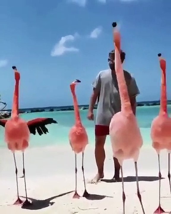 Époustouflant ! Ces flamants roses ont une chorégraphie de dingue. Regardez !