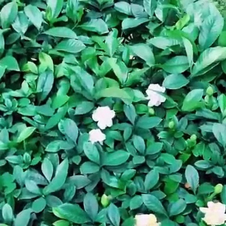 Vous n'allez pas en croire vos yeux ! Cet animal ressemble beaucoup à un Pokemon !