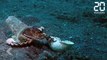 Une rencontre inattendue a sauvé la vie de cette pieuvre - Le Rewind du Vendredi 26 Avril 2019