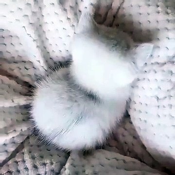 Ce petit chaton tout blanc va vous donner des frissons. Trop adorable !