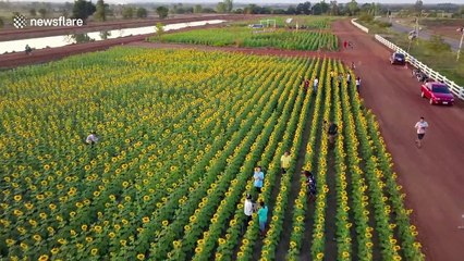 Incredible aerial views of sunflower super bloom in Thailand