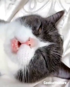 Cette chatte dormant la bouche entrouverte est trop chou. Adorable !