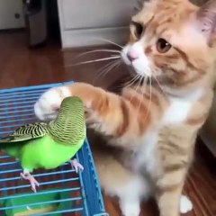 Quand un chat caresse gentiment un perroquet. Trop cute !