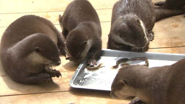 자연번식 성공한 새끼 수달 5남매 / YTN