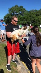 Race Day Pets for Tired Out Pooch
