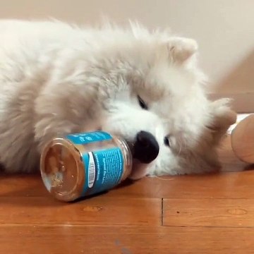 Ce chien paresseux a une drôle de manière de manger. Trop marrant !