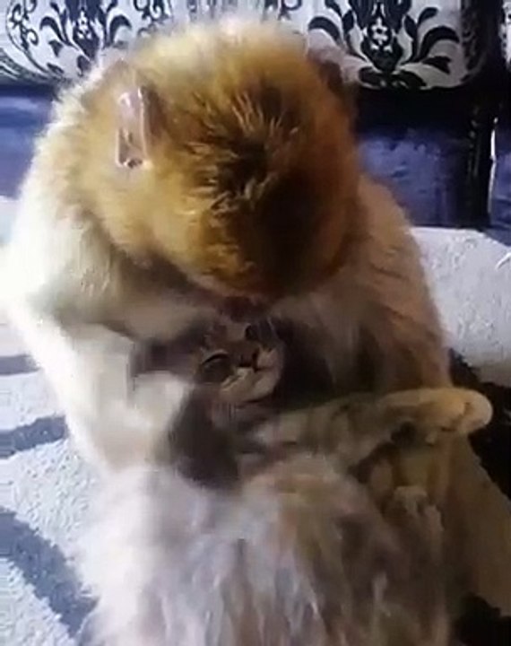 Ce bébé singe est amoureux d'un chat. Trop marrant !