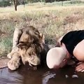 Ce lion aime la compagnie de cet homme. Il va faire quelque chose de Surprenant !