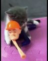 Quand un chaton essaie d’arrêter son jouet automatique. Hilarant !