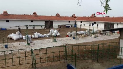 Tekirdağ Koyun Kırparken Elektrik Akımına Kapıldılar: 1 Ölü, 10 Yaralı